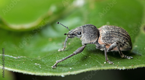 Beetle, Weeevils, Snout Beetle on green leaf © Nuwat