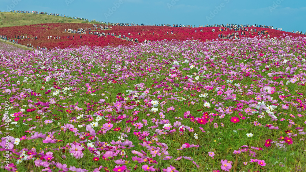 Kochia and flower field at Hitachi seaside park, Ibaraki, Japan. Kochia and flower field at Hitachi seaside park, Ibaraki, Japan.