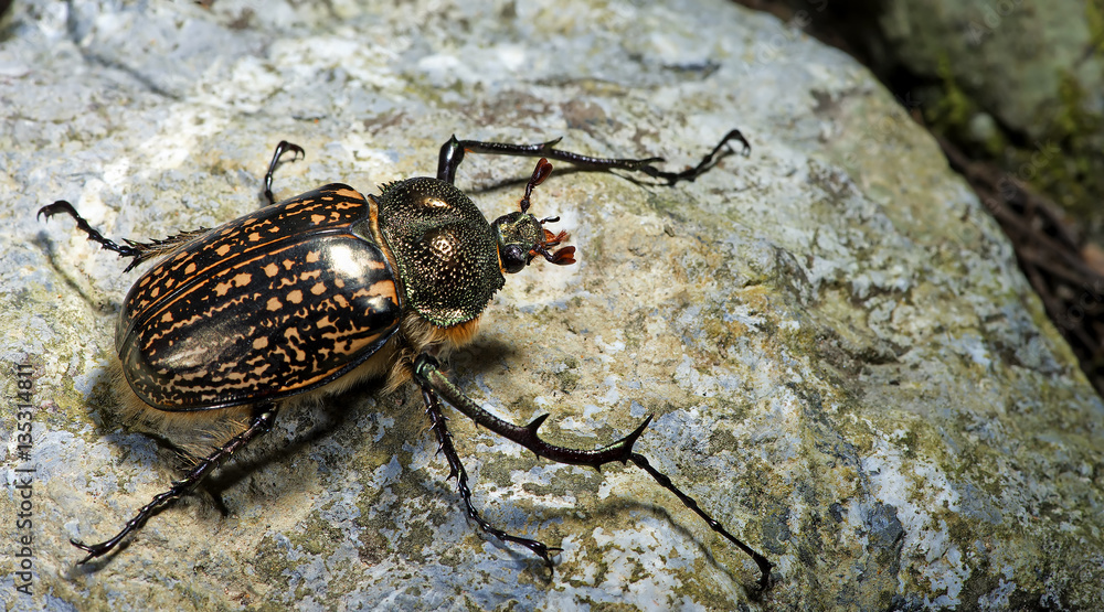 標本 Cheirotonus formosanus pair 46-55mm Cheirotonus formosanus - Wikipedia