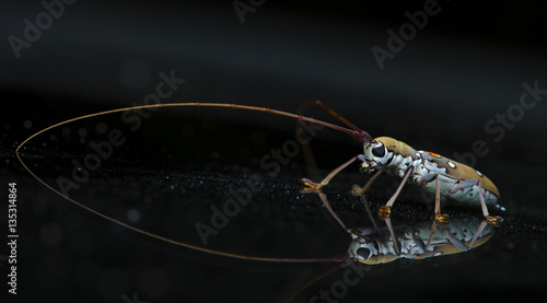 Beetle ( Olenecamtus bilobus laosus ) on glass photo