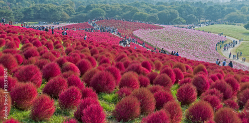 Fototapeta Naklejka Na Ścianę i Meble -  Kochia and flower field at Hitachi seaside park, Ibaraki, Japan.