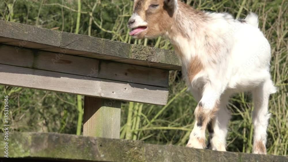 goat kid bleat Stock Video Adobe Stock