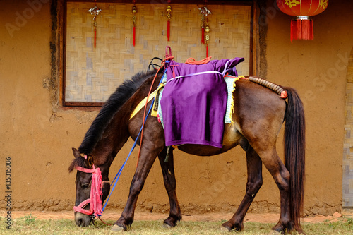 Horse eat grass in front of Chinese home style