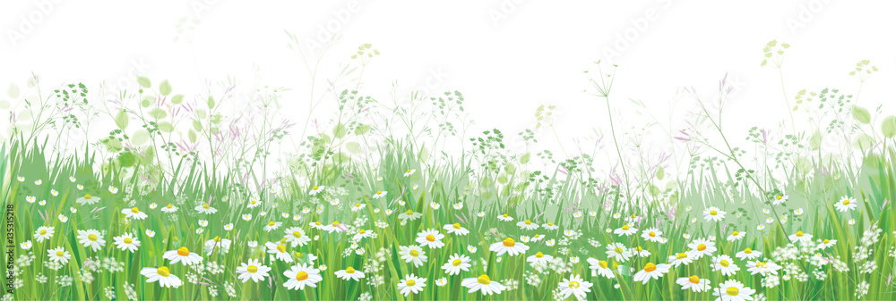 Naklejka Wektor kwitnie pole kwiaty, natury granica odizolowywająca.