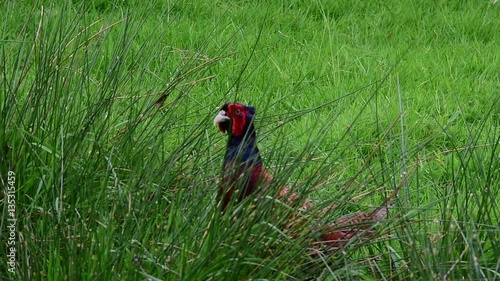 Wallpaper Mural A Common Pheasant walks through the tall grass. Handheld Torontodigital.ca