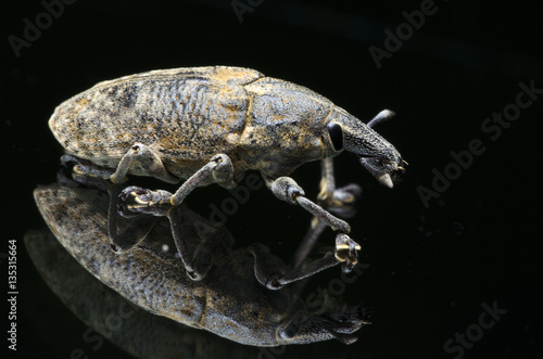 Beetle ( Curculonidae ), Weeevils, Snout Beetle on glass photo