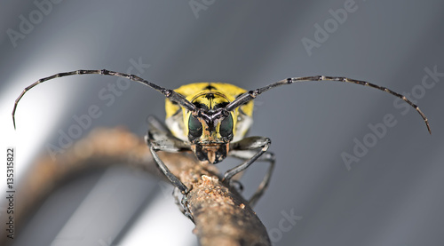 Beetle ( Celosterna pollinosa sulphurea ) on branch © Nuwat