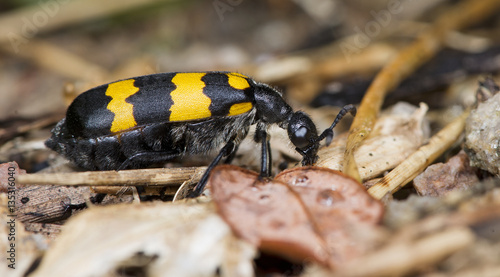 Beetle ( Mylabris phalerata ) on dry leaf © Nuwat