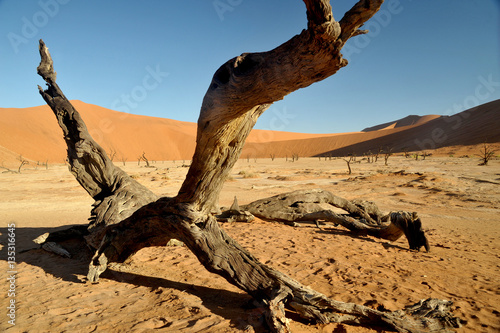 Tote Bäume in der Wüste Namib in Namibia