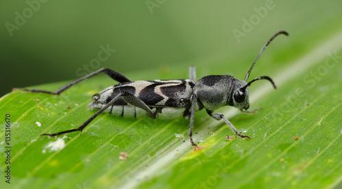 Beetle, Tumbling flower beetles ( Mordellidae ) on green leaf