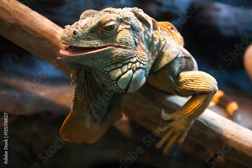 Close-up of a male Green Iguana  Iguana iguana . Green Iguana Re