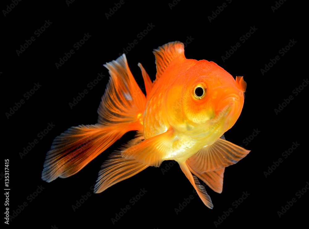 gold fish on black background gold fish on black background
