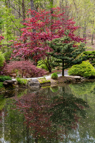 Maple and Pine by Lake