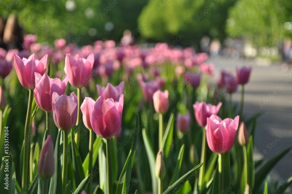 spring flowers