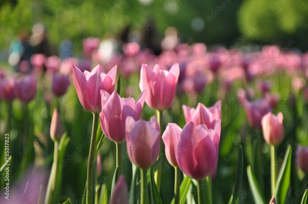 spring flowers