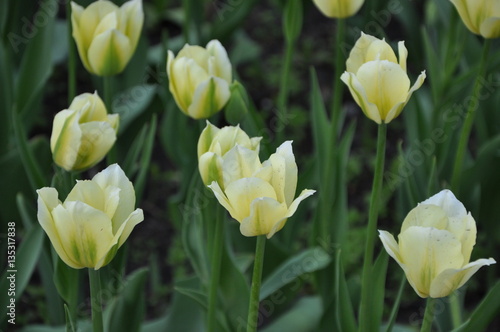 spring flowers