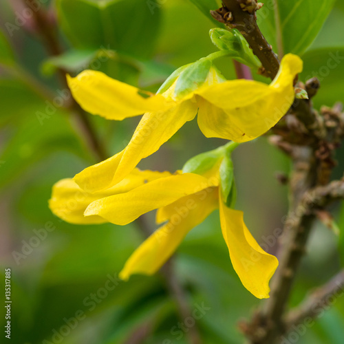 Forgetful Forsythia