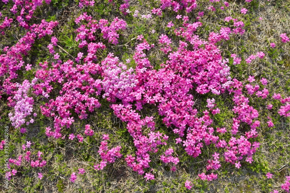 Conservation of environment concept. A flower in the garden. Conservation of environment concept. A flower in the garden.