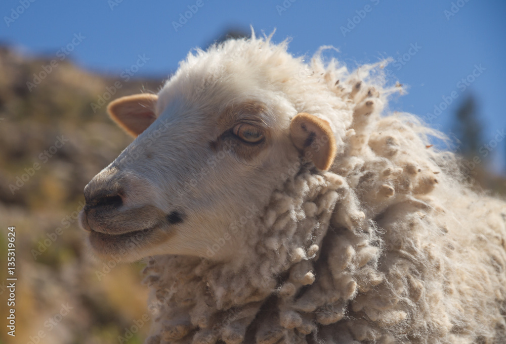 Lamb (sheep) closeup portrait on a sunny day. Lamb (sheep) closeup portrait on a sunny day.