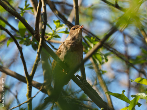 Nightingale hiding in a bush