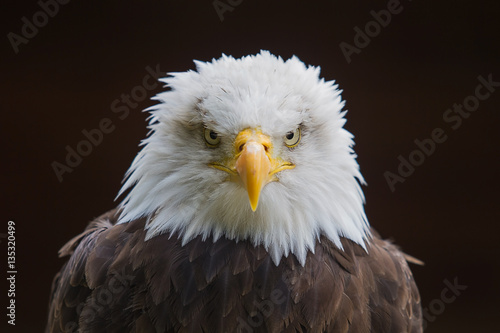 photograph of an American Bald Eagle