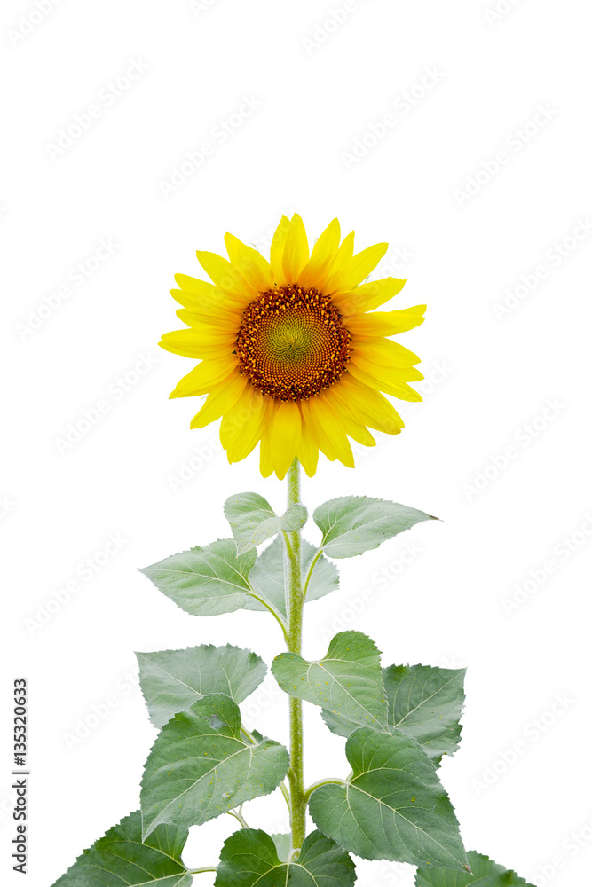 Fototapeta premium Beautiful sunflower as isolated background