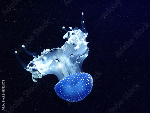 Glowing spotted jellyfish in dark blue water