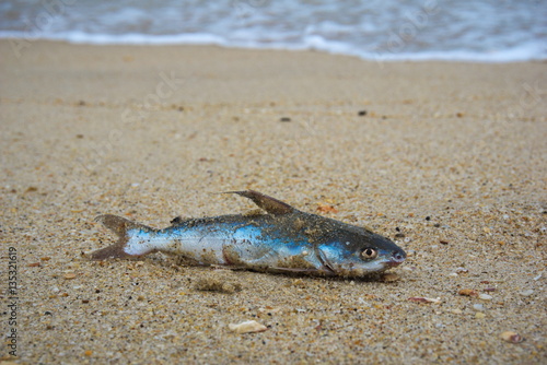 Death fish on the beach, global warming extinction.
