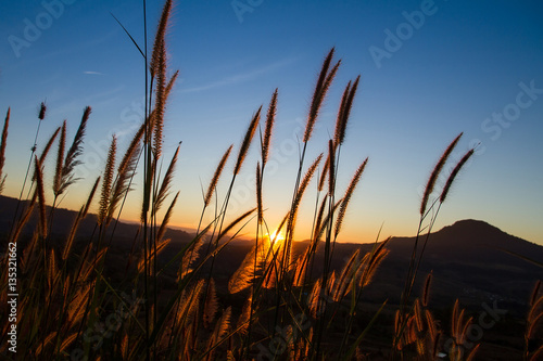 Close up flower grass and sunrise background in the morning on t