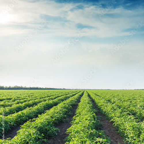 low sun in clouds and agricultural field with tomatoes