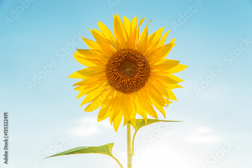 flower of sunflower in light blue sky background