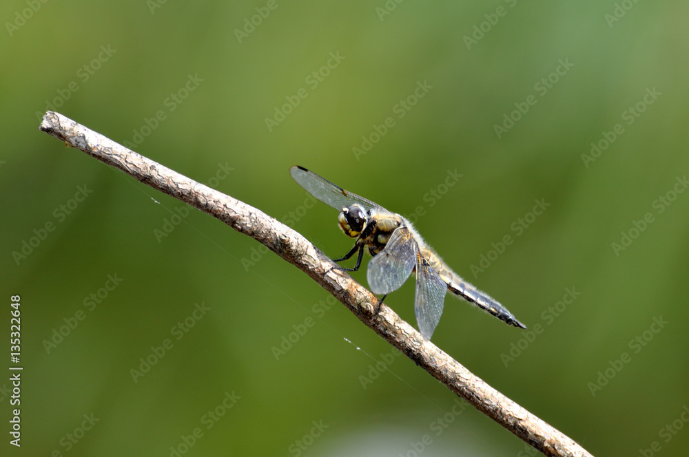Vierfleck Libelle (Libellula quadrimaculata) Vierfleck Libelle (Libellula quadrimaculata)