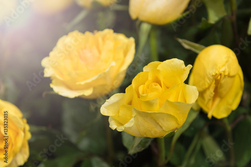Yellow rose with green leaf, select focus