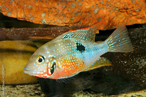 Mexican Fire Mouth (Thorichthys ellioti) - female photo