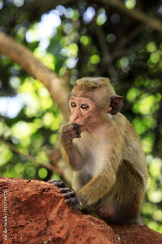 Sticker Portrait of the monkey