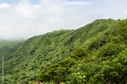 Rainforest landscape in Monteverde Costa Rica