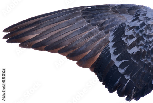 wing of bird on white background