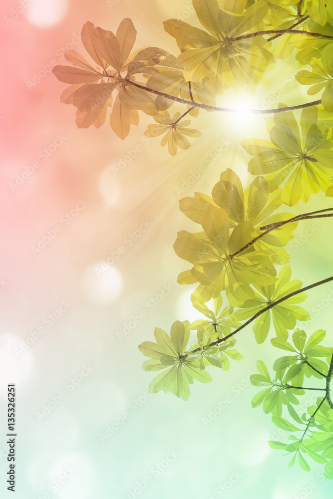sun beams and green leaves, nature spring background sun beams and green leaves, nature spring background