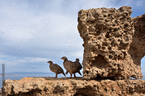 The rock partridge (Alectoris graeca) birds photo