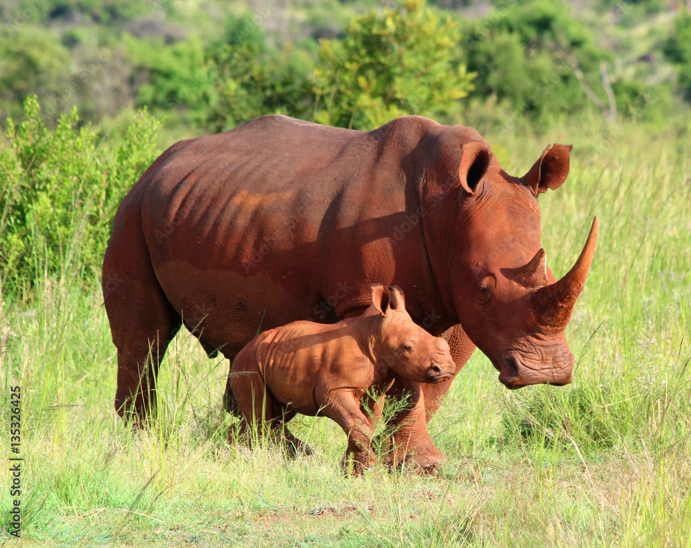 Nashorn Familie Stock Photo | Adobe Stock