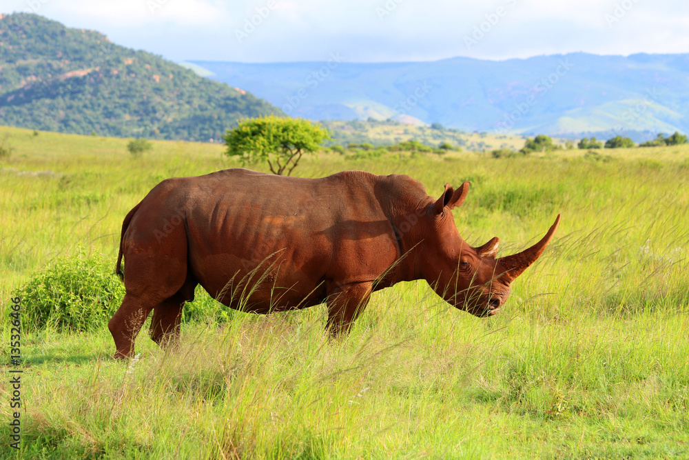 Fototapeta premium Nashorn