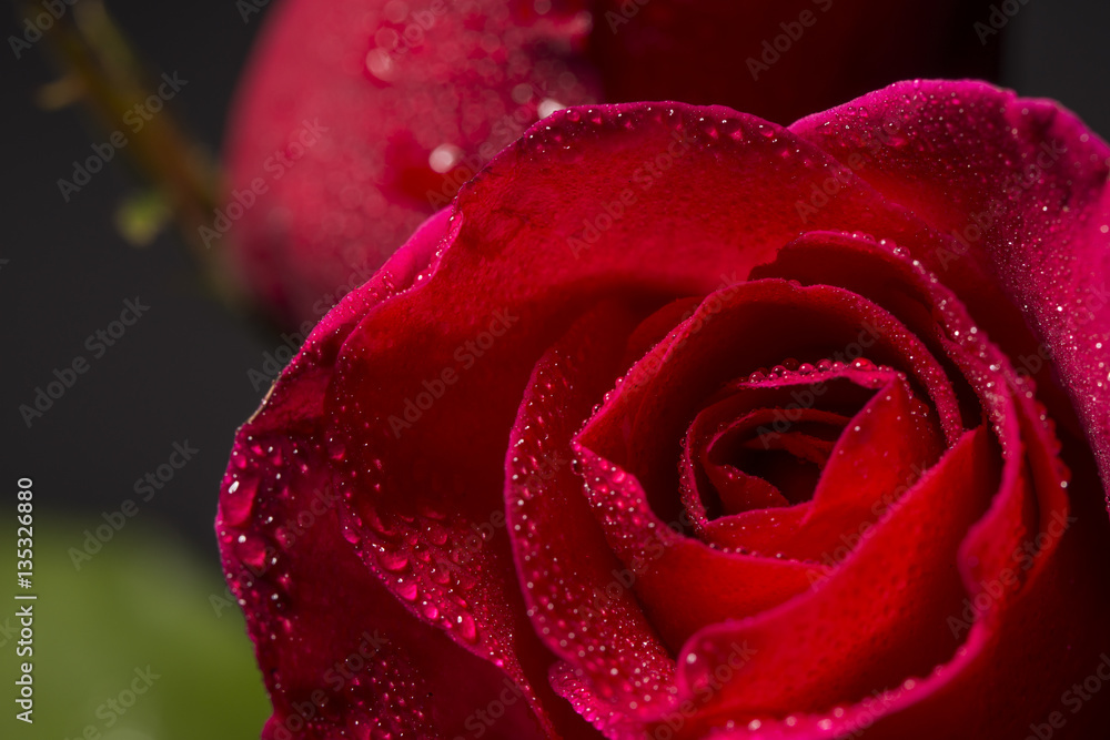 close up red rose and water droplet close up red rose and water droplet