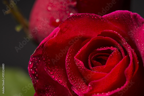 close up red rose and water droplet