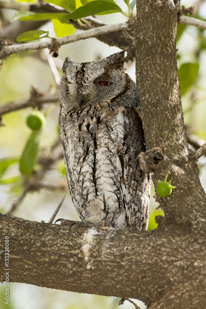 Obraz premium Petit duc scops, Hibou petit duc, Otus scops, Eurasian Scops Owl
