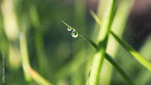 Morning dew drops © Romvy