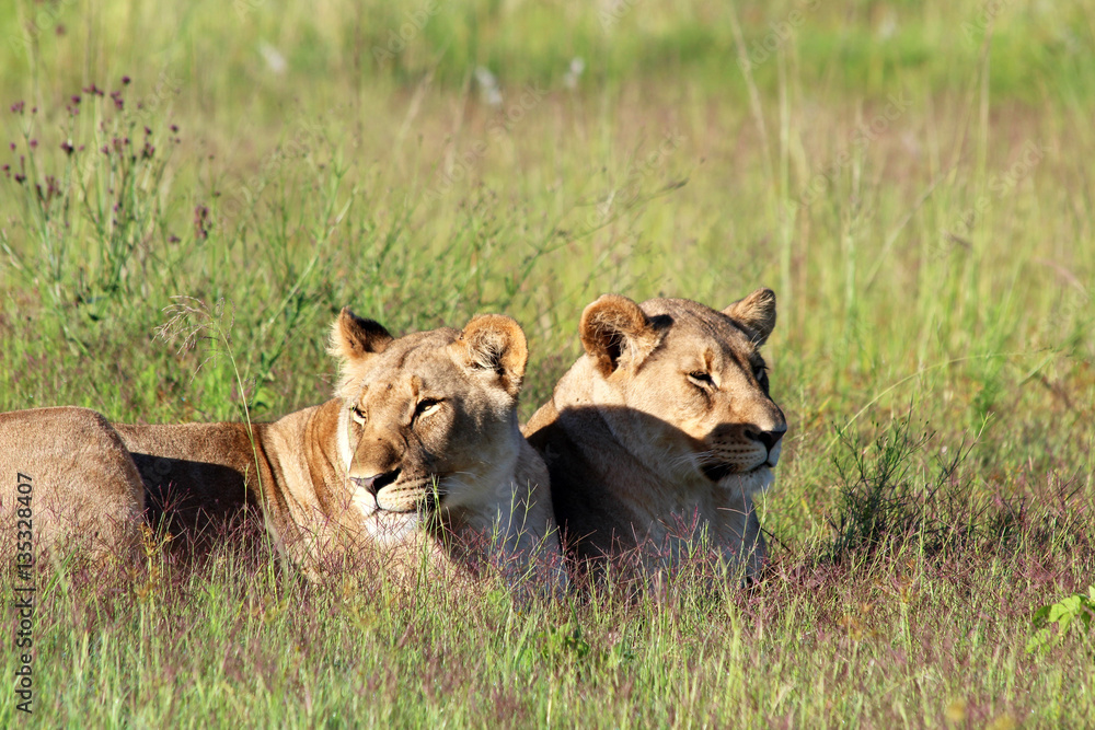Naklejka premium Löwen