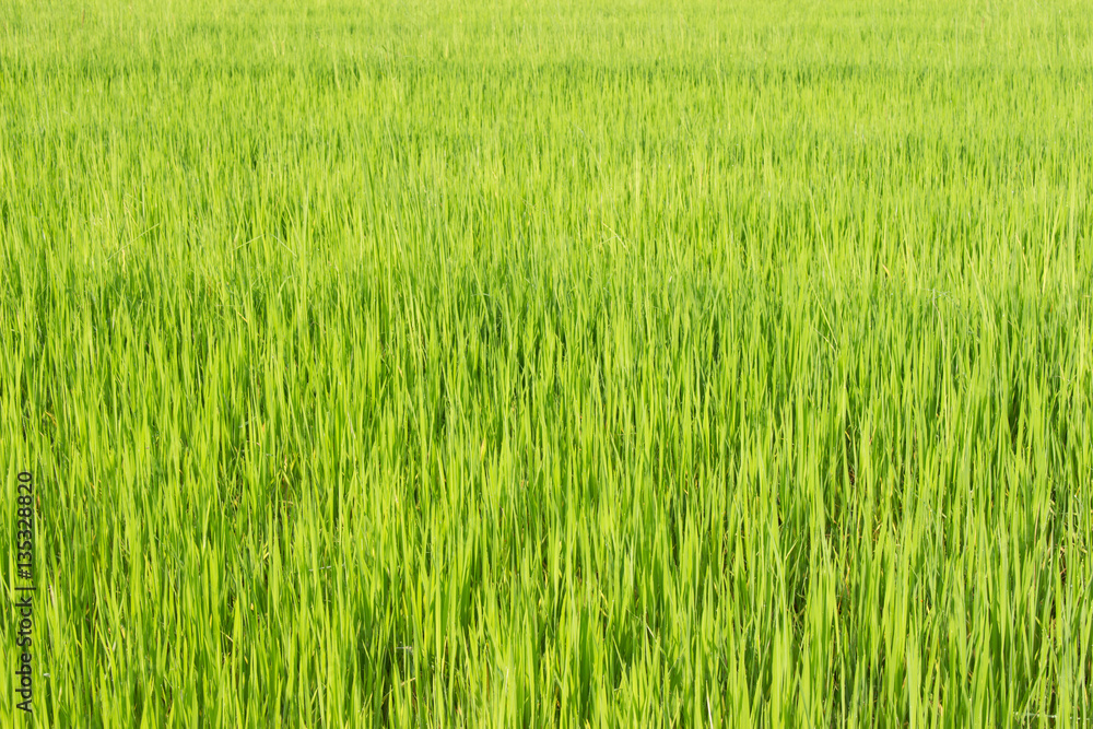 Green rice fields in Thailand. Fresh spring green grass.Cornfield background. Rice Background
Green rice fields in Thailand. Fresh spring green grass.Cornfield background. Rice Background