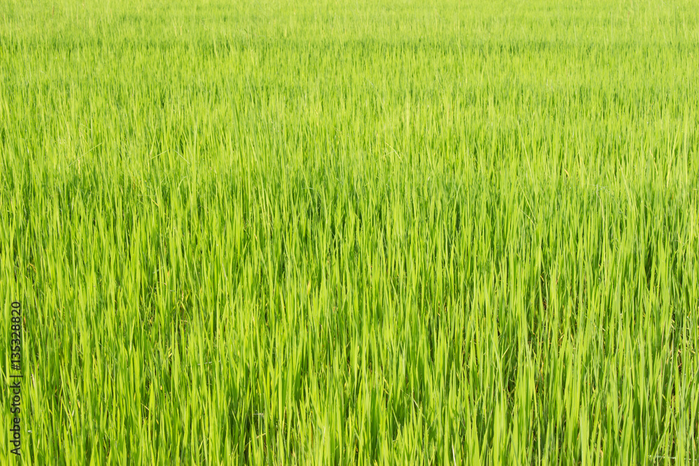 Green rice fields in Thailand. Fresh spring green grass.Cornfield background. Rice Background
