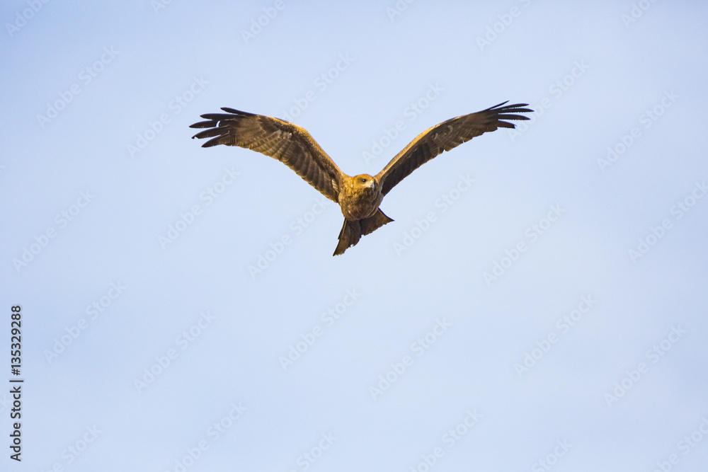 a flying hawk a flying hawk