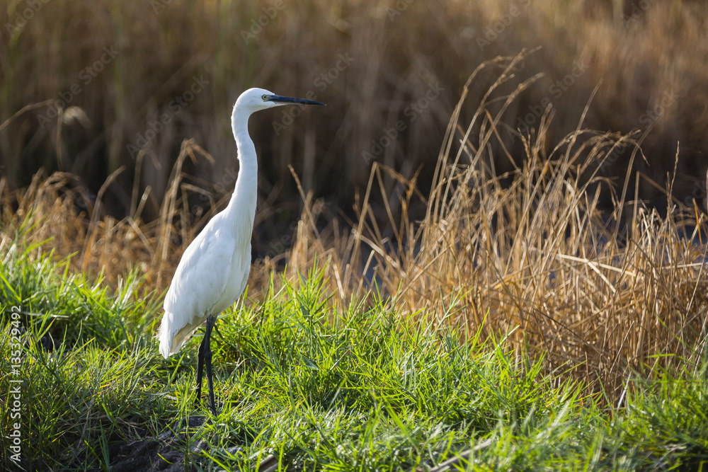 Fototapeta premium an egret in the grass